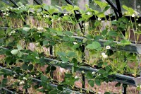 /album/jardineria/image-76-jpg1/