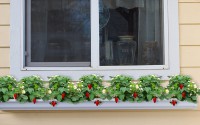 /album/jardineria/image-762-jpg/