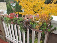 /album/jardineria/image-46-jpg/